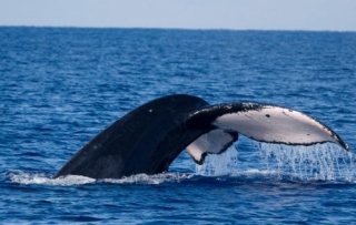  Baleine qui se gonfle 